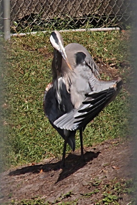 [Side view of the heron with its head bent down looking at its wing closest to the camera. It has the feathers of that wing spread apart.]